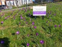 Crocuses on show